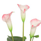 Artificial Flowering White & Pink Peace Lily / Calla Lily Plant 50cm