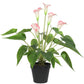 Artificial Flowering White & Pink Peace Lily / Calla Lily Plant 50cm