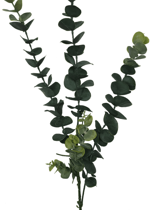 5 Pack - Long Eucalyptus Stem 77 cm